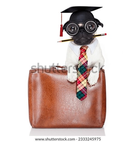 office worker businessman pug dog as boss and chef , with suitcase or bag as a secretary, pencil in mouth wearing a suit and tie , isolated on white background