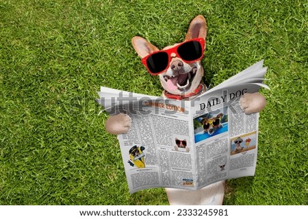 chihuahua dog reading a magazine or newspaper lying on the grass in park , relaxing and resting with sunglasses