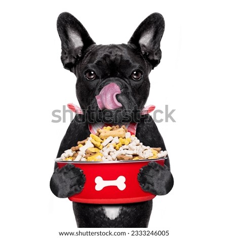 hungry french bulldog dog holding food bowl and licking with tongue, isolated on white background