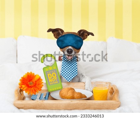 jack russell dog in hotel having room service with do not disturb sigh in paw with breakfast in bed , eyes covered by an eye mask