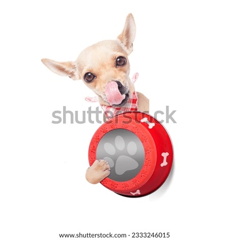 hungry chihuahua dog holding food bowl and licking with tongue, isolated on white background