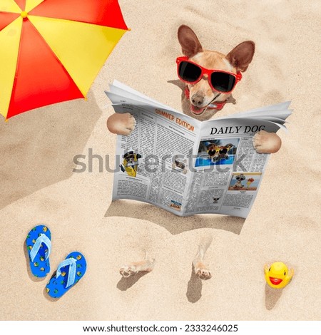 chihuahua dog buried in the sand at the beach on summer vacation holidays , wearing red sunglasses, reading a newspaper or magazine