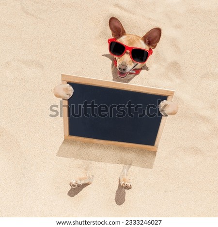 chihuahua dog buried in the sand at the beach on summer vacation holidays , wearing red sunglasses, holding a blank banner or placard blackboard