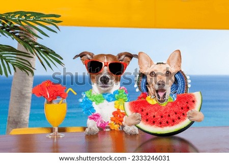 funny couple of dogs drinking cocktail at the bar in a beach club party with ocean view on summer vacation holidays, eating a fresh juicy watermelon