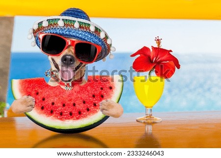funny chihuahua dog drinking cocktail at the bar in a beach club party with ocean view on summer vacation holidays, eating a fresh juicy watermelon