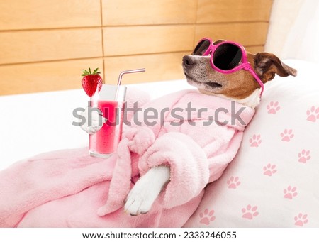 jack russell dog relaxing and lying, in spa wellness center ,getting a facial treatment with moisturizing cream mask and cucumber, drinking a cocktail milkshake smoothie