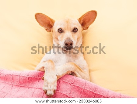chihuahua dog resting and relaxing in bed under blanket in bedroom