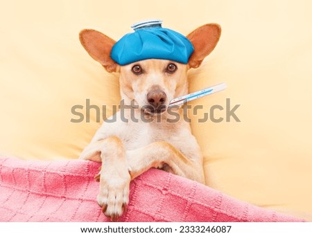 sick ill dog resting and recovering in bed , headache or fever, thermometer in mouth and ice pack on head
