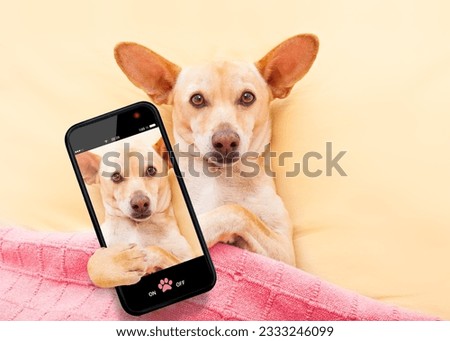 chihuahua dog resting and relaxing in bed under blanket taking a selfie with smartphone