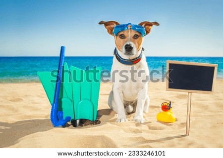 Snorkeling scuba diving jack russell dog with mask snorkel at the beach on summer vacation holidays
