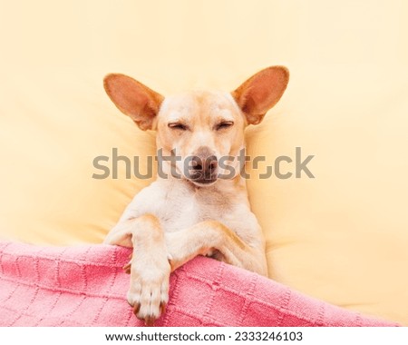 chihuahua dog with headache and hangover sleeping in bed like a baby with pacifier dreaming sweet dreams