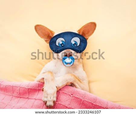 chihuahua dog with headache and hangover sleeping in bed like a baby with pacifier dreaming sweet dreams, wearing eye mask