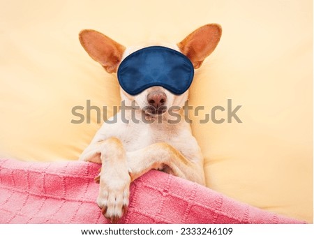 chihuahua dog with headache and hangover sleeping in bed like a baby dreaming sweet dreams, wearing eye mask