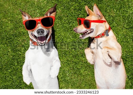 couple of funny and laughing dogs with sunglasses, on grass or meadow in park on summer vacation holidays