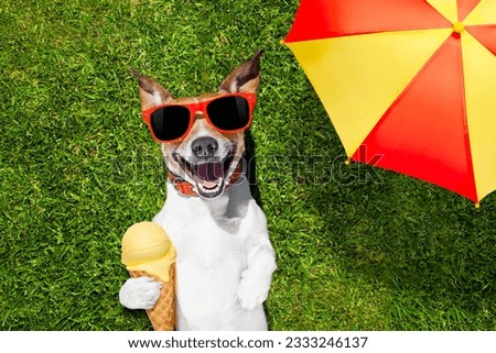 jack russell dog relaxing on grass or meadow in park with cold vanilla ice cream , on summer vacation holidays under umbrella