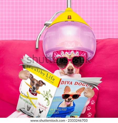chihuahua dog relaxing and lying, in spa wellness center ,wearing a bathrobe and funny sunglasses, reading a magazine or newspaper under drying hood