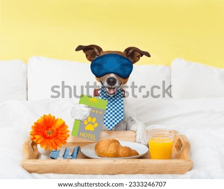 jack russell dog in hotel having room service with key card in paw with breakfast in bed