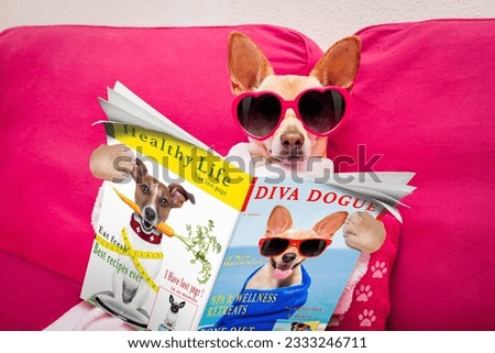 chihuahua dog relaxing with beauty mask in spa wellness center ,reading a magazine and the news on newspaper