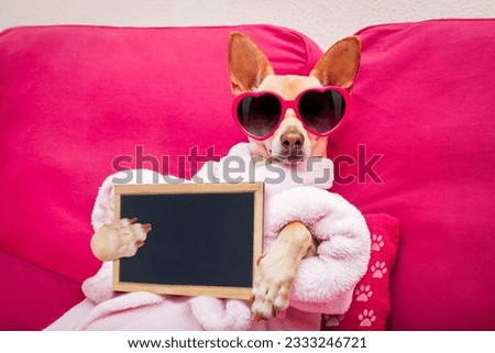 chihuahua dog relaxing and lying, in spa wellness center ,wearing a bathrobe and funny sunglasses with banner blackboard placard