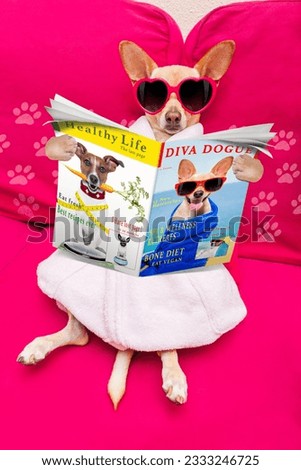 chihuahua dog relaxing with beauty mask in spa wellness center ,reading a magazine and the news on newspaper