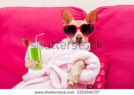 chihuahua dog relaxing and lying, in spa wellness center ,wearing a bathrobe and funny sunglasses drinking a smoothie cocktail