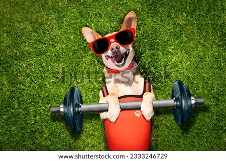chihuahua dog doing and exercising sport with Dumbbell bar in the park meadow lying on grass, trying very hard