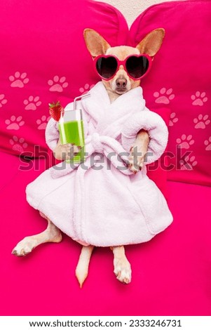 chihuahua dog relaxing and lying, in spa wellness center ,wearing a bathrobe and funny sunglasses drinking a green smoothie cocktail