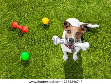 happy jack russell terrier dog in park or meadow waiting and looking up to owner to play and have fun together, bone in mouth