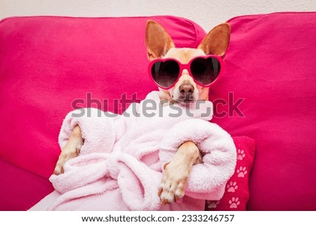 chihuahua dog relaxing and lying, in spa wellness center ,wearing a bathrobe and funny sunglasses