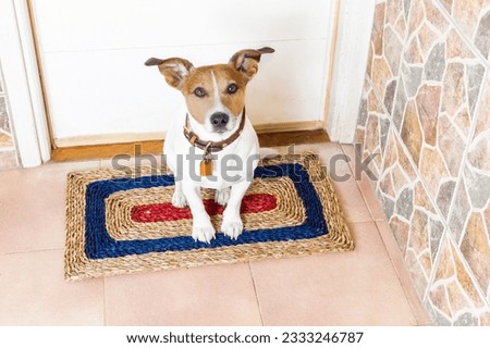 jack russell dog waiting for owner to play and go for a walk with leash