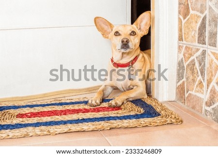 chihuahua dog waiting for owner to play and go for a walk with leash