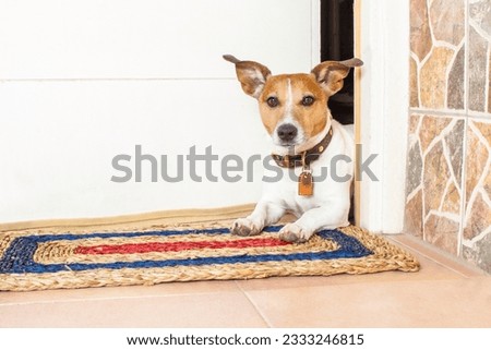 jack russell dog waiting for owner to play and go for a walk with leash
