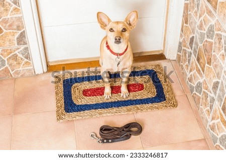 chihuahua dog waiting for owner to play and go for a walk with leash