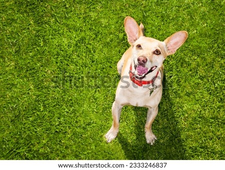happy chihuahua terrier dog in park or meadow waiting and looking up to owner to play and have fun together