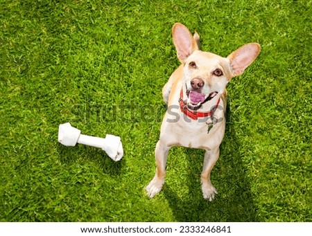 happy chihuahua terrier dog in park or meadow waiting and looking up to owner to play and have fun together, bone on grass