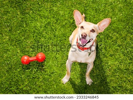 happy chihuahua terrier dog in park or meadow waiting and looking up to owner to play and have fun together, toy on grass