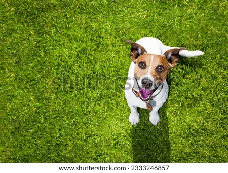 happy jack russell terrier dog in park or meadow waiting and looking up to owner to play and have fun together