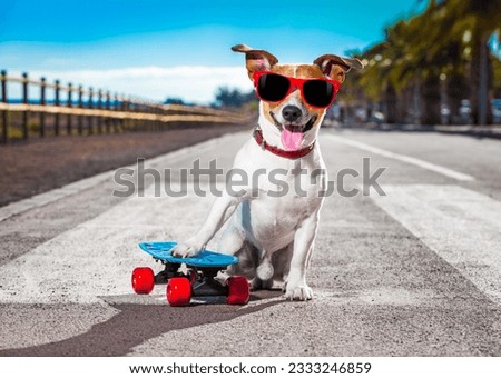 jack russell terrier dog riding a skateboard as a skater , with sunglasses in summer vacation close to the beach