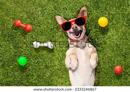 happy chihuahua terrier dog in park or meadow waiting and looking up to owner to play and have fun together, ball on grass Royalty-Free Stock Photo #2333246867