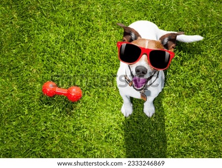 happy jack russell terrier dog in park or meadow waiting and looking up to owner to play and have fun together, toy on grass