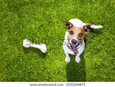 happy jack russell terrier dog in park or meadow waiting and looking up to owner to play and have fun together, bone on grass