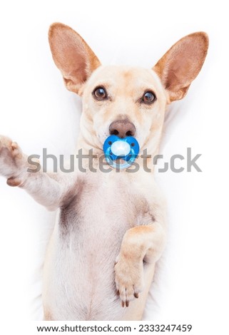 chihuahua terrier dog resting upside down on his bed taking a selfie with smartphone, tired and sleepy or sick and ill with pacifier