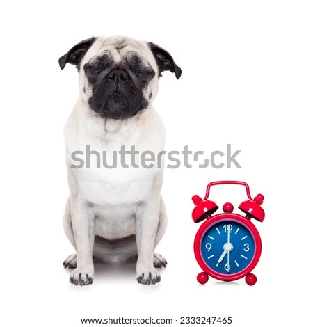 pug dog resting ,sleeping or having a siesta with alarm clock ,isolated on white background