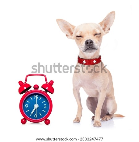 chihuahua dog resting ,sleeping or having a siesta with alarm clock , isolated on white background