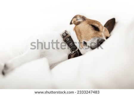 jack russell terrier dog in bed , having a siesta and relaxing or sleeping and dreaming in bedroom