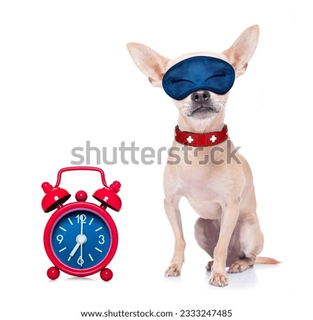 chihuahua dog resting ,sleeping or having a siesta with alarm clock and eye mask, isolated on white background