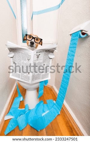jack russell terrier, sitting on a toilet seat with digestion problems or constipation reading the gossip magazine or newspaper Royalty-Free Stock Photo #2333247501