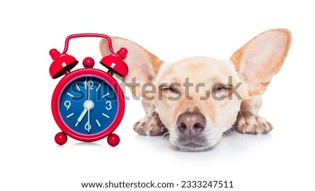 chihuahua dog resting ,sleeping or having a siesta with a clock and eye mask