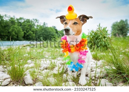 jack russell dog relaxing and resting on summer vacation holidays with flower chain and plastik rubber duck on the head, at the river shore