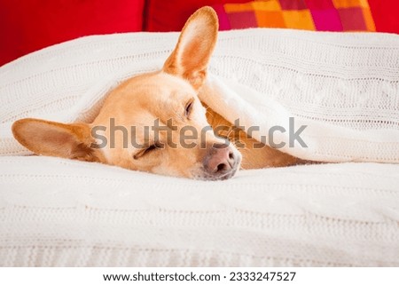 chihuahua dog sleeping under the blanket in bed the bedroom, ill ,sick or tired, sheet covering its head